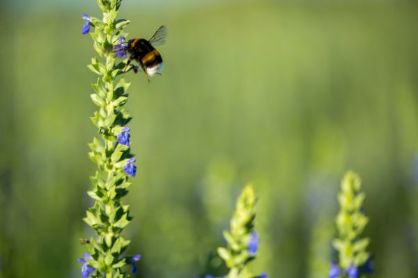 Autres innovations végétales