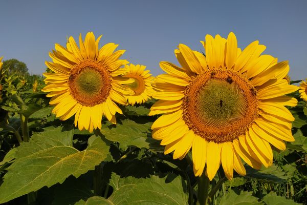 Tournesol