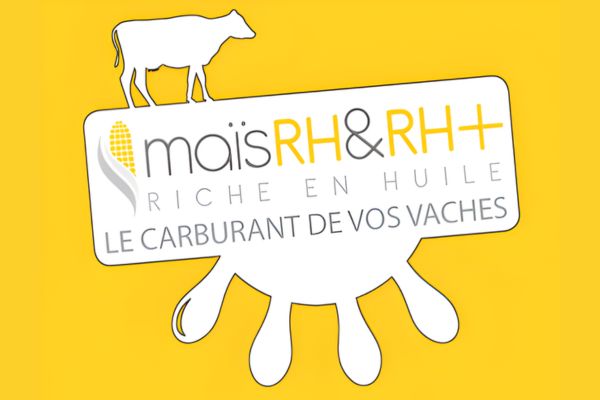 Maïs RH