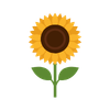 Tournesol