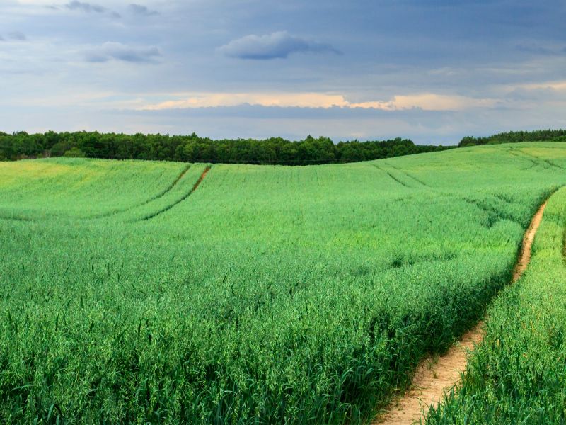 Couvert végétal Rumisol